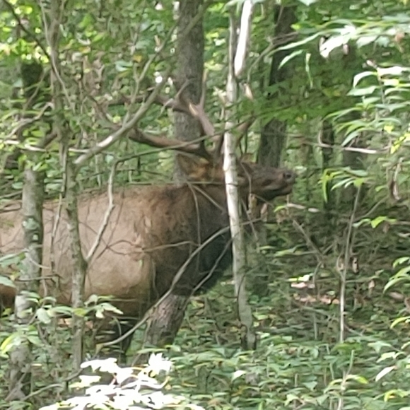 I make a verioty of leather goods. - Picture 4 of 6